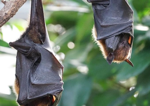 Animais silvestres podem transmitir pelo menos 76 doenças para humanos