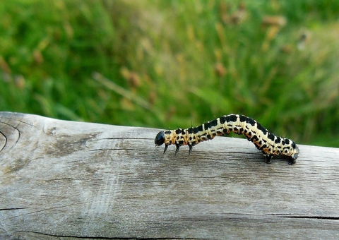 Infestação de lagartas mata mais de 7.000 bois e destrói plantações em Roraima