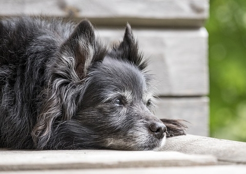 Cães e gatos idosos também precisam de cuidados especiais