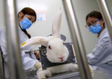 Aprovada proibição de uso de animais em testes para cosméticos  