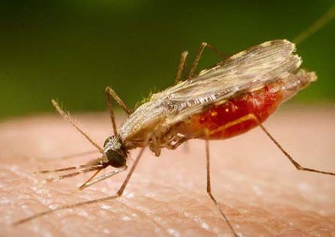 FVS investiga aumento de casos graves de malária no Amazonas