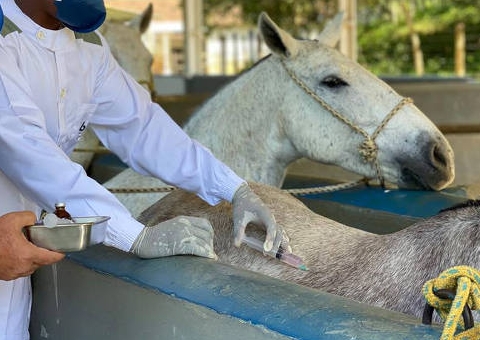 Testes de soro anticovid em humanos terão início neste mês no Brasil