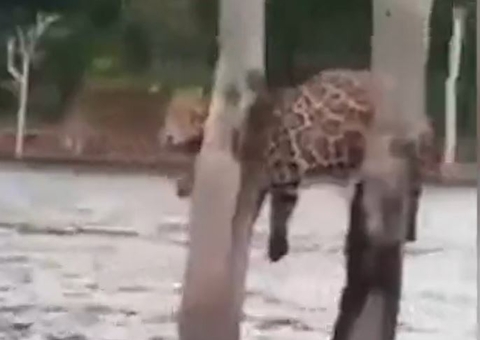 Barqueiro flagra onça-pintada pendurada entre árvores no meio de lago no Amazonas