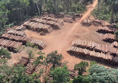 Juíza manda PF devolver carga da maior apreensão de madeira do Amazonas