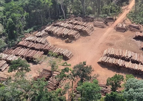 Maioria da madeira explorada no Amazonas não tem comprovação de legalidade
