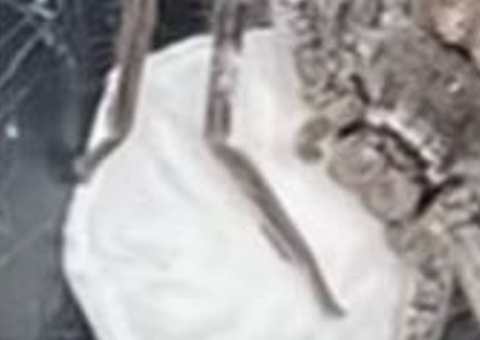 Homem se espanta ao encontrar aranha-caçadora com ovos de 200 filhotes no porta-malas do carro