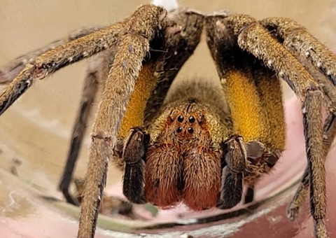 Conheça aranha com veneno que causa ereção e leva à necrose do pênis