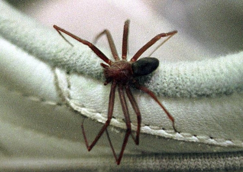 Mulher sofre necrose no seio após picada de aranha-marrom em SC