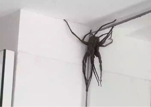 Aranhas gigantes assustam moradores em bairro de Belo Horizonte