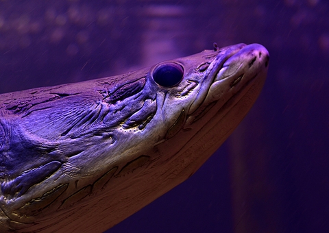 MUSA tem promoção de ingressos a R$10 em novembro; saiba mais