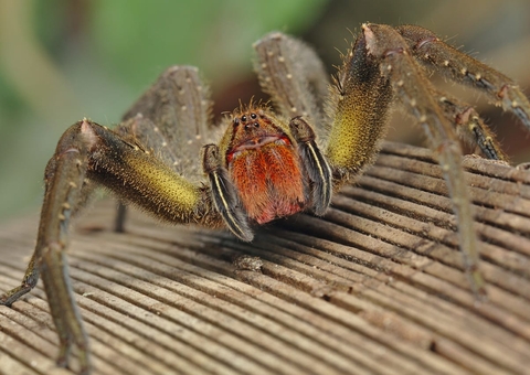 Museu da Amazônia reabre com exposição inédita de aracnídeos