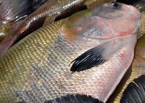 FVS orienta sobre consumo de peixes após surto da doença da urina preta no Amazonas