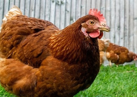 Acusado de matar primo após disputa por frango para risoto vai a júri