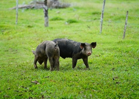 Homem é condenado por ameaçar testemunha para roubar porco