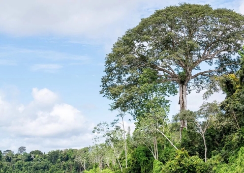  Parque Estadual das Árvores Gigantes da Amazônia é criado no Pará