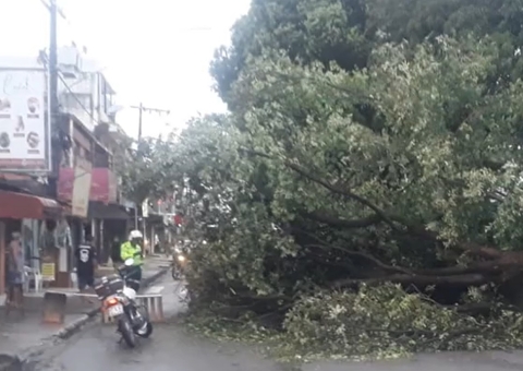 Árvore cai durante chuva e rua fica completamente interditada em Manaus