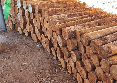 Ao cavar fossa, morador encontra 101 bombas da Segunda Guerra Mundial