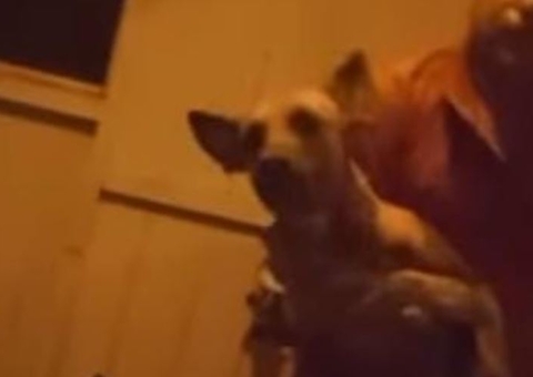 Homem é preso após dar golpes de faca em cachorro no Amazonas