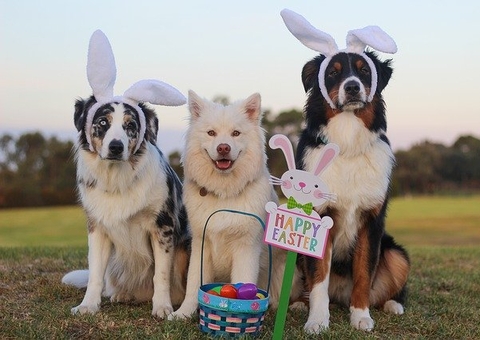 Chocolate pode causar intoxicação grave e até morte de pets