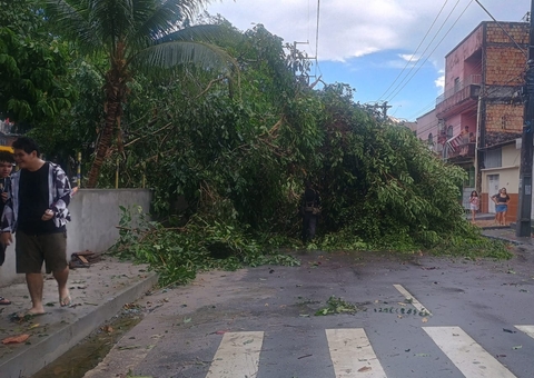 Ventania derruba ao menos 7 árvores no Coroado
