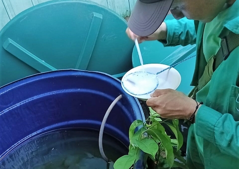 Para evitar surto, equipes de saúde intensificam combate a focos de dengue no Amazonas
