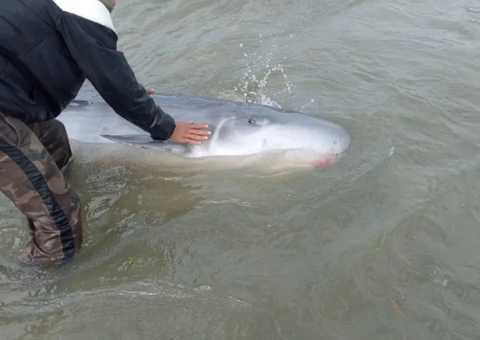 Golfinho encalha em praia de Santos e fica em estado grave