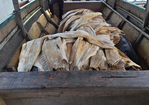 PF encontra duas toneladas de pirarucu ilegal em abordagem a flutuante no Amazonas