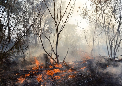 Decreto proíbe uso de fogo por 120 dias na Amazônia após aumento de focos