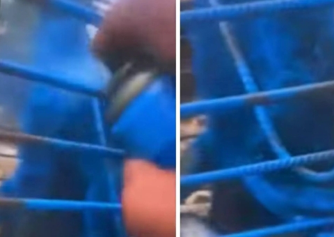 Homem é multado em R$ 17 mil por pintar macaco de azul em MG