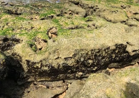 Manchas de óleo voltam a surgir em praia no litoral do Brasil 