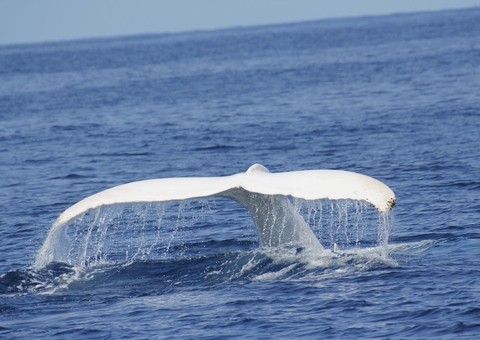 Baleia albina avistada no México é super rara