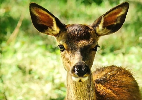 Live-action 'Bambi - Uma Aventura na Floresta' ganha primeiro trailer; assista