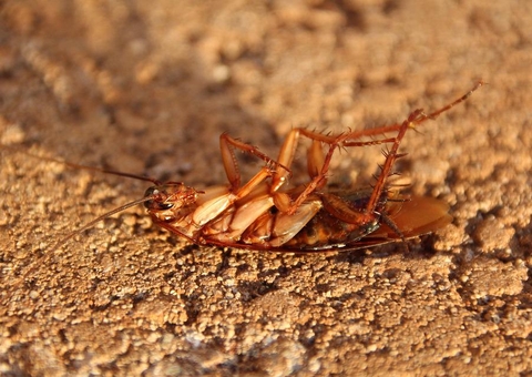 Mulher passa mais de 24 horas com barata no ouvido após luta por atendimento