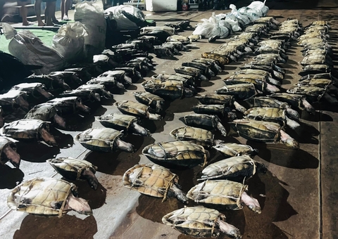 Mais de 250 quelônios e carne de caça ilegal são apreendidos em Barcelos