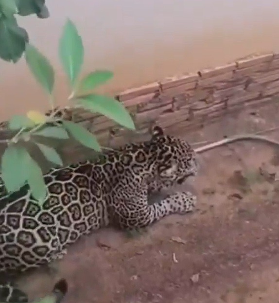 Onça invade bairro, entra em residência e assusta moradores por 14 horas