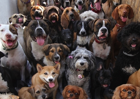 Caminhada em Manaus alerta contra crueldade animal e importância da vacinação