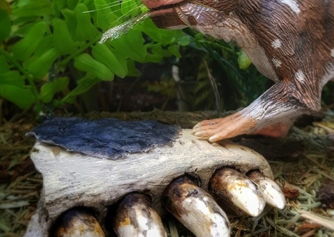 Pesquisadores descobrem fóssil de mamífero de 74 milhões de anos