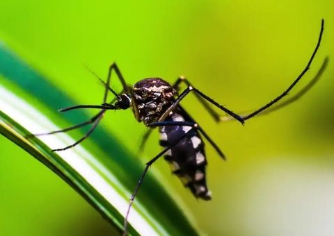 Brasil se aproxima de 6 milhões de casos e 4 mil mortes por dengue