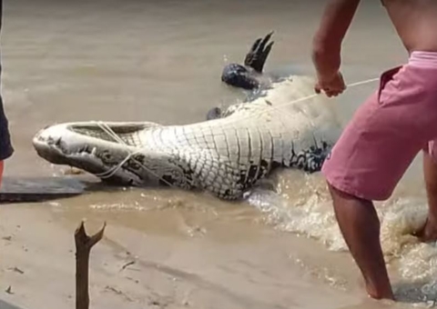 Pescador tem perna mutilada ao ser atacado por jacaré de 3 metros no Amazonas