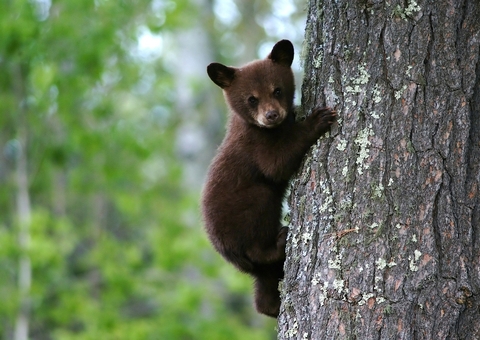 Filhote de urso é flagrado em supermercado nos EUA; Confira o vídeo 