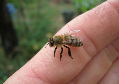Estudiosos alertam para a possibilidade de extinção das abelhas