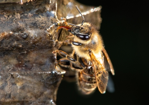 Homem morre após sofrer ataque de abelhas no Amazonas