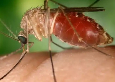 Nova linhagem do oropouche coincide com surto da febre na Amazônia, diz estudo