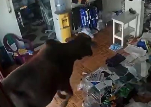 Susto: Vaca foge de barco e invade ateliê no Amazonas, veja vídeo