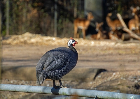 Justiça proíbe condomínio de usar galinhas contra escorpiões