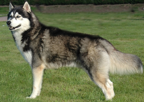 Homem que recebeu cão em doação terá que entregar o animal para antiga dona