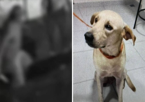 Homem que matou cachorro tem passagens por latrocínio e violência doméstica
