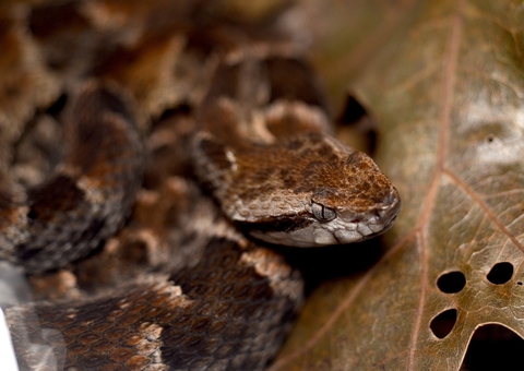 Menino de 14 anos morre em UTI após ser picado por cobra 
