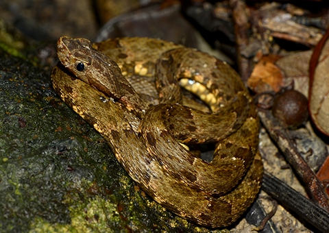 Risco de ataques de cobras peçonhentas aumenta no período chuvoso no Amazonas