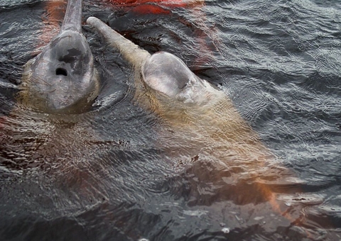 Cientistas da Bolívia tentam desvendar mistérios do boto cor-de-rosa